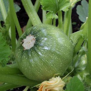 Voor- en nadelen van ronde courgette die elke zomerbewoner zou moeten weten