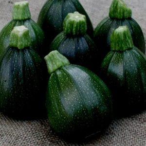 Advantages and disadvantages of round zucchini that every summer resident should know