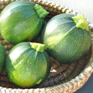 Vor- und Nachteile runder Zucchini, die jeder Sommerbewohner kennen sollte