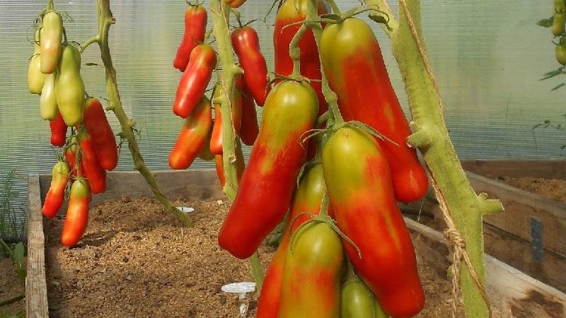 Tomato Casanova pertengahan musim, menghasilkan tinggi dan bentuk luar biasa: ulasan daripada petani dan petua penanaman