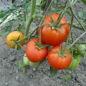 Een populaire variëteit die geliefd is bij veel tuinders: de Samara-tomaat en zijn voordelen ten opzichte van andere soorten tomaten