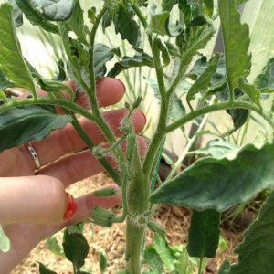 Tidstestad och älskad av många sommarboende, Dubrava-tomaten: vad är bra och varför det är värt att odla den