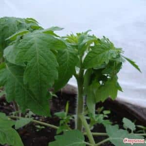 El tomate Dubrava, probado en el tiempo y amado por muchos residentes de verano: qué es bueno y por qué vale la pena cultivarlo