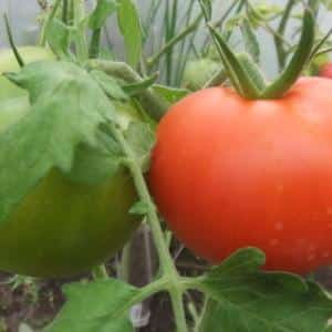 Sinubok ng oras at minamahal ng maraming residente ng tag-init, ang Dubrava tomato: ano ang mabuti at bakit sulit na palaguin ito