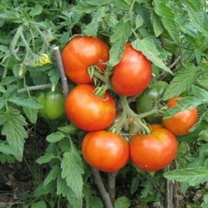 Tidstestad och älskad av många sommarboende, Dubrava-tomaten: vad är bra och varför det är värt att odla den