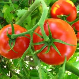 El tomate Dubrava, probado en el tiempo y amado por muchos residentes de verano: qué es bueno y por qué vale la pena cultivarlo