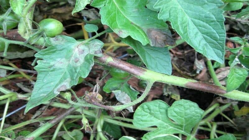 Nous reconnaissons l'ennemi de vue et le combattons efficacement : la traînée de tomates et les meilleures méthodes pour traiter ce fléau