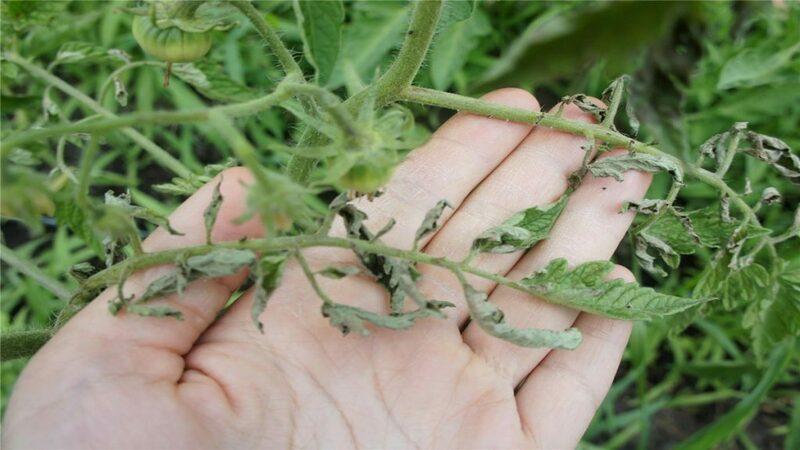 Nous reconnaissons l'ennemi de vue et le combattons efficacement : la traînée de tomates et les meilleures méthodes pour traiter ce fléau