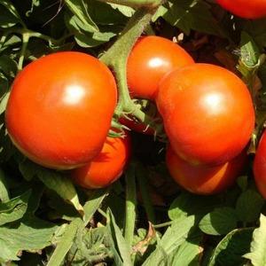 Ideal para invernaderos, tomate Blagovest de maduración temprana y alto rendimiento: cómo cultivarlo correctamente