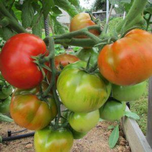 Tomate Staroselsky fácil de cuidar, sin pretensiones, pero muy productivo y sabroso: lo cultivamos nosotros mismos