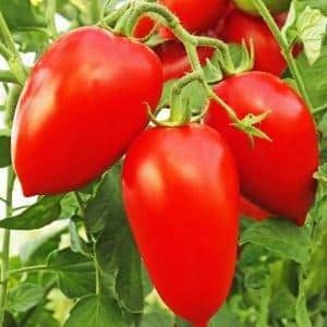 Gabungan kualiti terbaik tomato dalam satu varieti - Tomato merah Dusya: ulasan, foto dan rahsia yang semakin meningkat