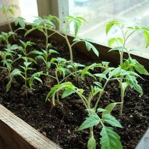 Une combinaison des meilleures qualités de tomates dans une seule variété - Tomate rouge Dusya : critiques, photos et secrets de culture