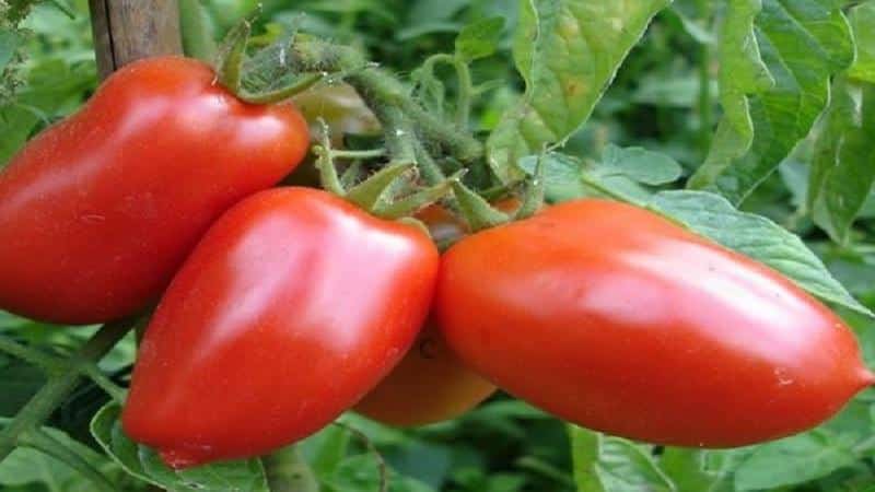 Une combinaison des meilleures qualités de tomates dans une seule variété - Tomate rouge Dusya : critiques, photos et secrets de culture