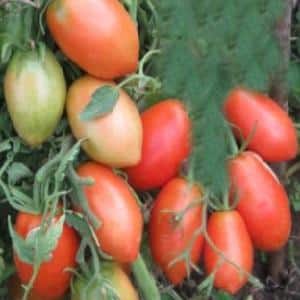 Une combinaison des meilleures qualités de tomates dans une seule variété - Tomate rouge Dusya : critiques, photos et secrets de culture