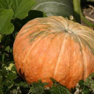 Unpretentious in care and sweet-tasting pumpkin Candy: advantages and disadvantages of the variety