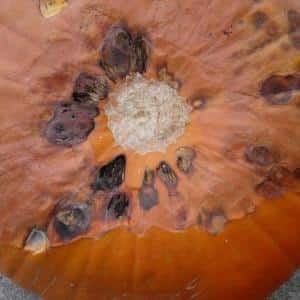 Unpretentious in care and sweet-tasting pumpkin Candy: advantages and disadvantages of the variety