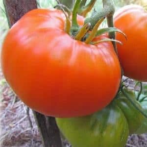 Por que os residentes de verão amam tanto o tomate laranja Altai, avaliações sobre sua produtividade e segredos de cuidado