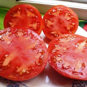 ¿Por qué los residentes de verano aman tanto el tomate naranja de Altai, reseñas sobre su productividad y secretos de cuidado?