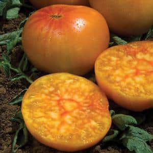 Why do summer residents love the Altai orange tomato so much, reviews of its productivity and secrets of care