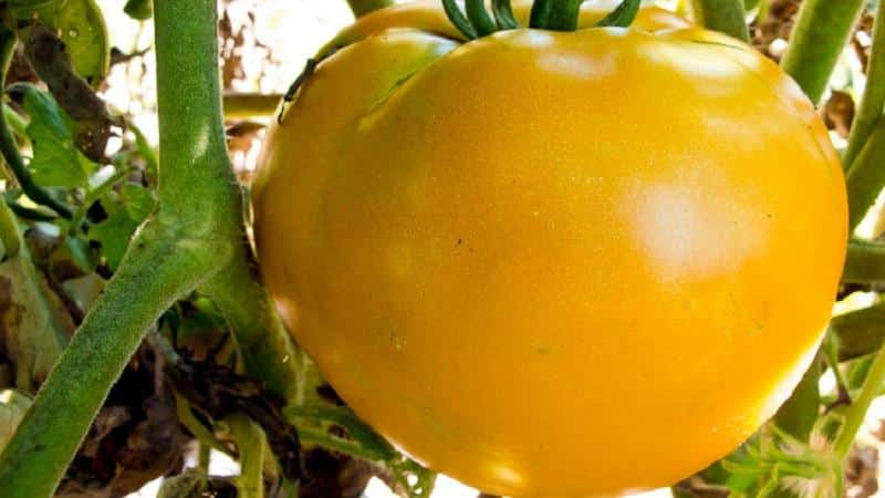 Por que os residentes de verão amam tanto o tomate laranja Altai, avaliações sobre sua produtividade e segredos de cuidado