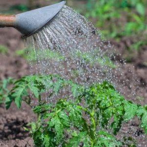 Comment nourrir les tomates avec de l'acide borique, de l'iode et des cendres : préparez la solution et appliquez-la correctement