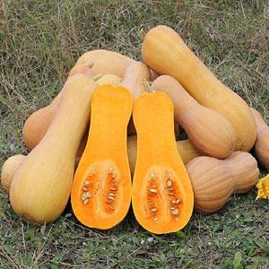 Types of butternut squash varieties: why they are loved and how to achieve a good harvest