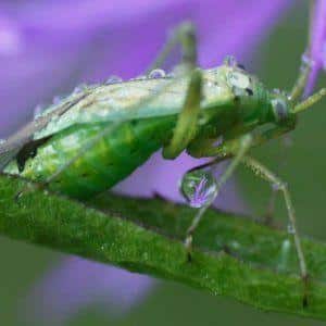 So züchten Sie in Ihrem Garten Ananaskürbisse mit einem erstaunlich süßen Geschmack und einem angenehmen Aroma