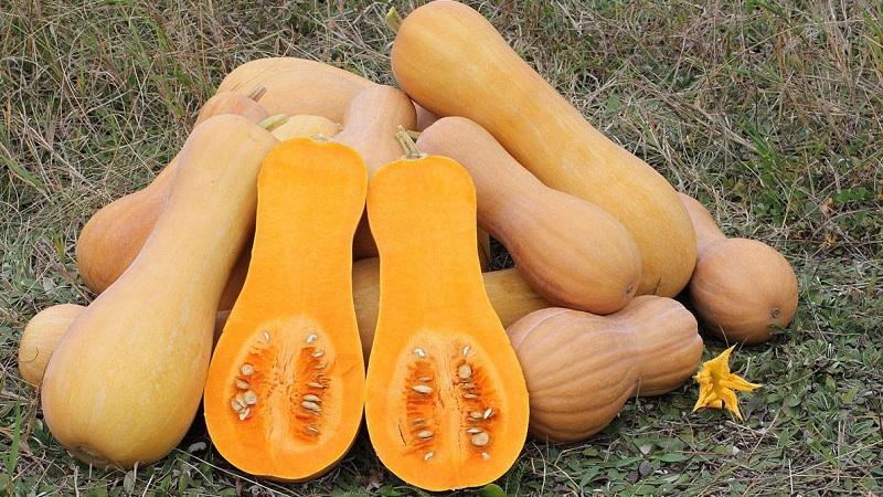 Come coltivare la zucca ananas nel tuo giardino con un sorprendente gusto dolce e un aroma gradevole