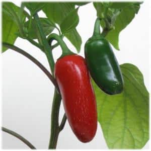 Cos'è il peperoncino Jalapeño, come viene coltivato e utilizzato?