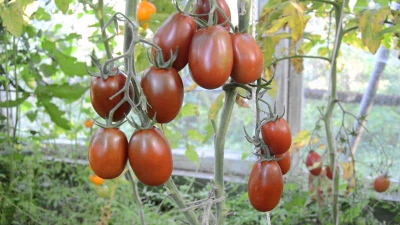 Hemmeligheder med succesfuld dyrkning af Black Moor-tomaten