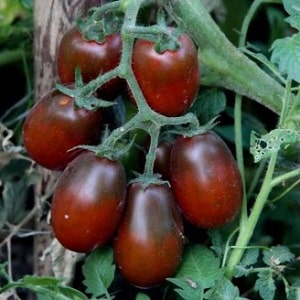 Secrets of successfully growing the Black Moor tomato