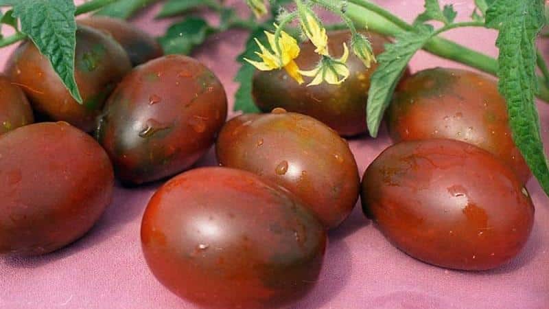 Secrets of successfully growing the Black Moor tomato