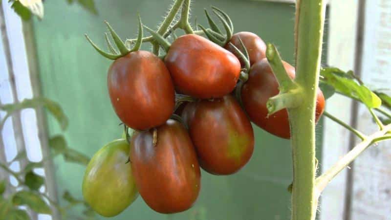 Les secrets d'une culture réussie de la tomate Black Moor