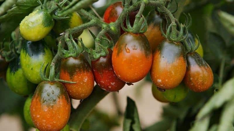 סודות של גידול מוצלח של עגבנייה בלאק מור