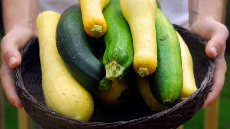 How do zucchini and zucchini differ in appearance, taste and other properties: let’s look at it in detail and no longer confuse it