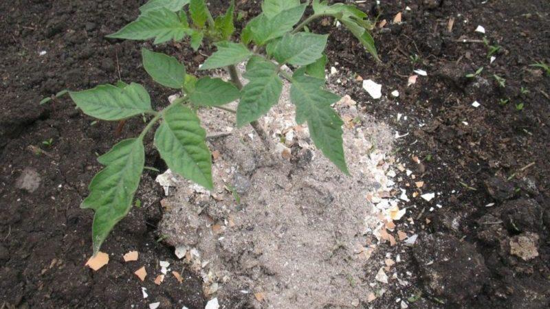 Come nutrire i pomodori durante la fruttificazione in serra: le migliori formulazioni e istruzioni per la procedura