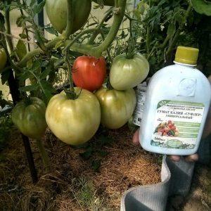 Cómo alimentar tomates durante la fructificación en invernadero: las mejores formulaciones e instrucciones para el procedimiento.