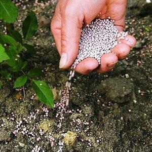 Cómo alimentar tomates durante la fructificación en invernadero: las mejores formulaciones e instrucciones para el procedimiento.