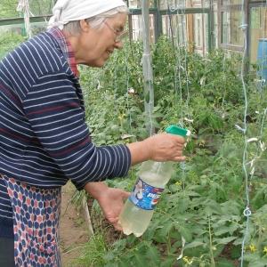 Kako hraniti paradižnik med plodom v rastlinjaku: najboljše formulacije in navodila za postopek