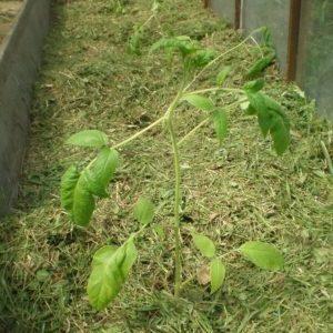 Apakah mulsa, mengapa ia diperlukan dan adakah mungkin untuk mulsa tomato dengan habuk papan: petua dan helah