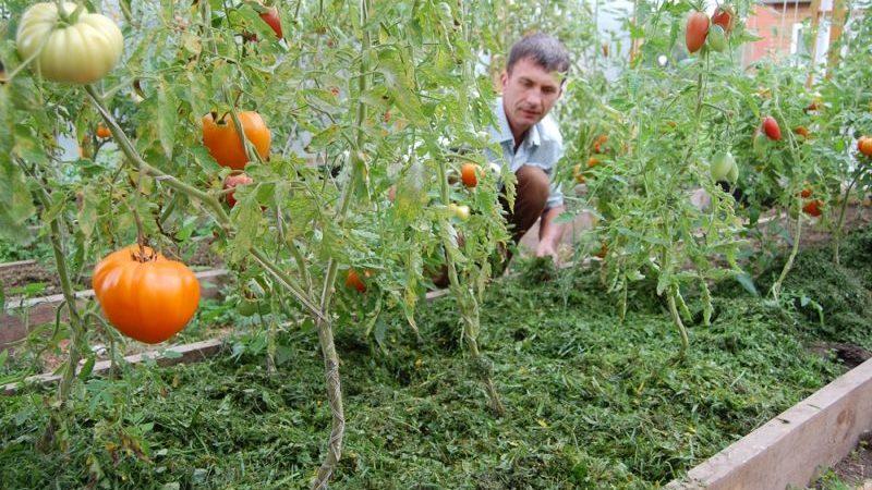 O que é cobertura morta, por que é necessária e é possível cobrir tomates com serragem: dicas e truques