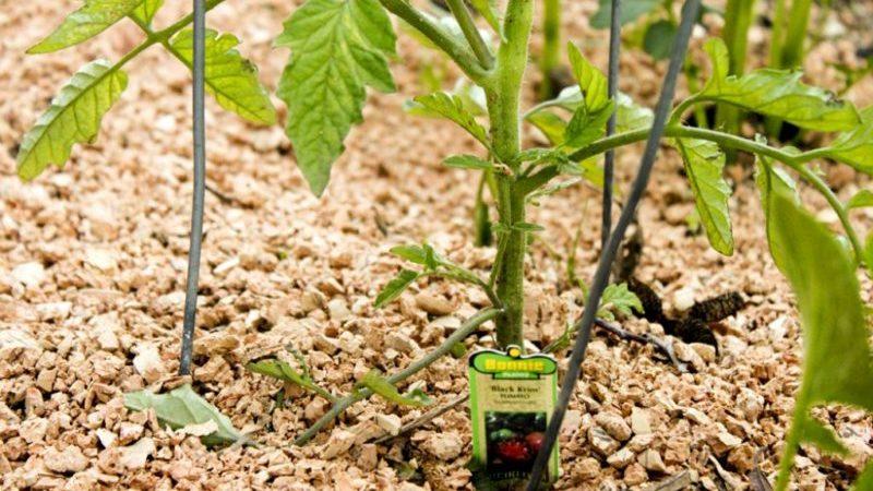 O que é cobertura morta, por que é necessária e é possível cobrir tomates com serragem: dicas e truques