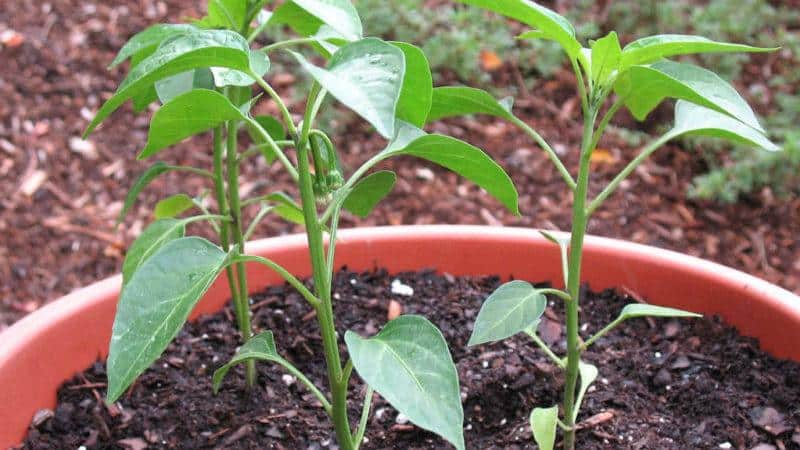 Què és el pebrot jalapeño, com es cultiva i s'utilitza?