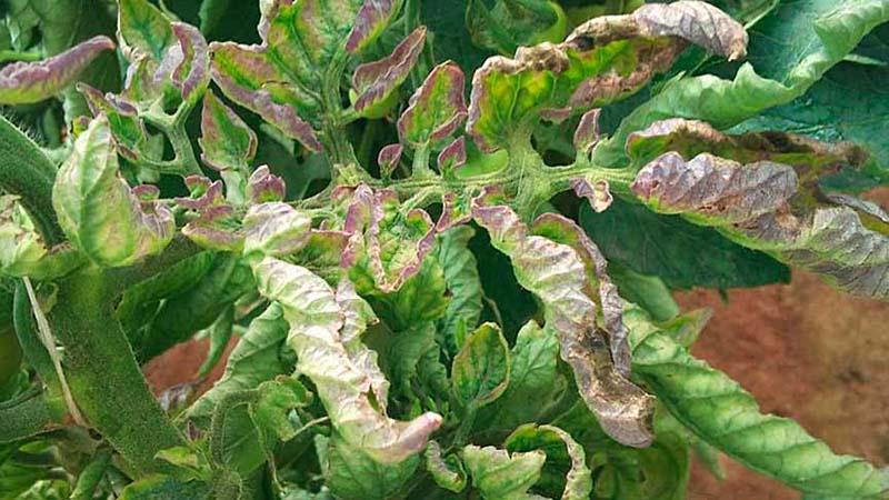 Wie und wie man die Spätfäule bei Tomaten im Gewächshaus bekämpft: die besten Methoden und Bewertungen von Gärtnern