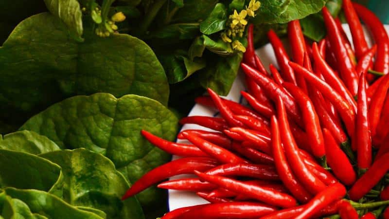 How to deliciously cook pickled hot peppers for the winter: the best recipes from experienced housewives