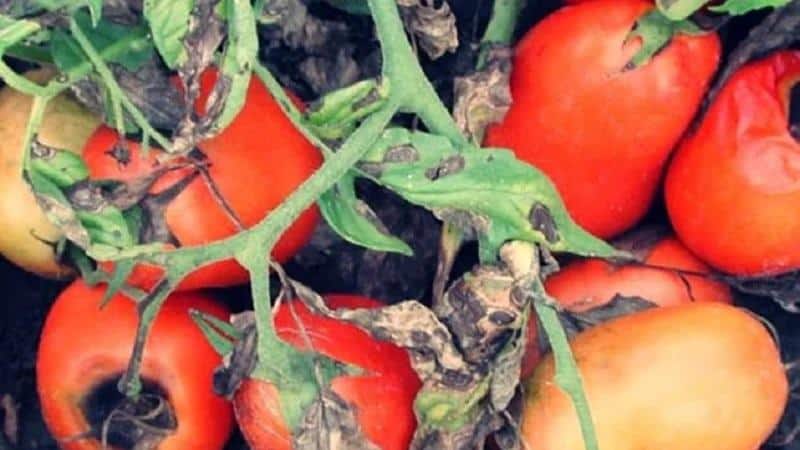 Che aspetto ha la macrosporiosi dei pomodori e perché i residenti estivi ne hanno così paura: conoscere meglio il nemico e sconfiggerlo