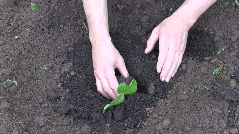 Cómo cultivar una calabaza grande en su casa de campo en campo abierto: instrucciones paso a paso y secretos de agrónomos experimentados