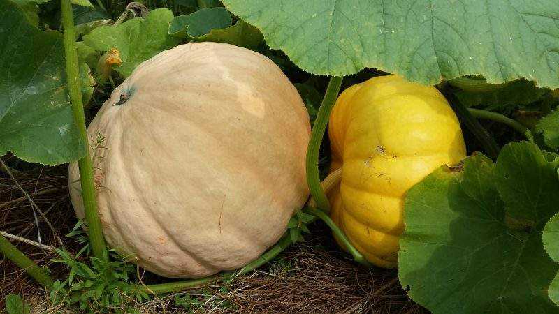 Cómo cultivar una calabaza grande en su casa de campo en campo abierto: instrucciones paso a paso y secretos de agrónomos experimentados