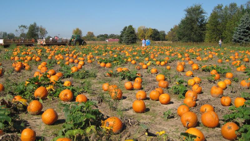 Cómo cultivar una calabaza grande en su casa de campo en campo abierto: instrucciones paso a paso y secretos de agrónomos experimentados