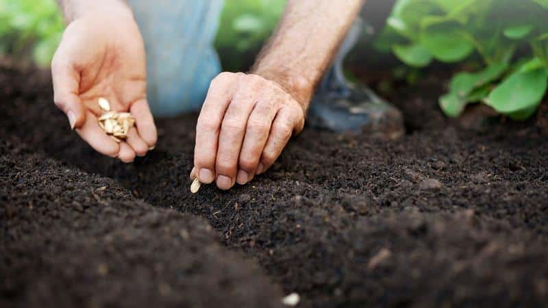 Hur man odlar en stor pumpa på din dacha i öppen mark: steg-för-steg-instruktioner och hemligheter för erfarna agronomer